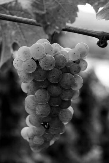 Grape Bunch