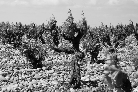 Gravel and Vine